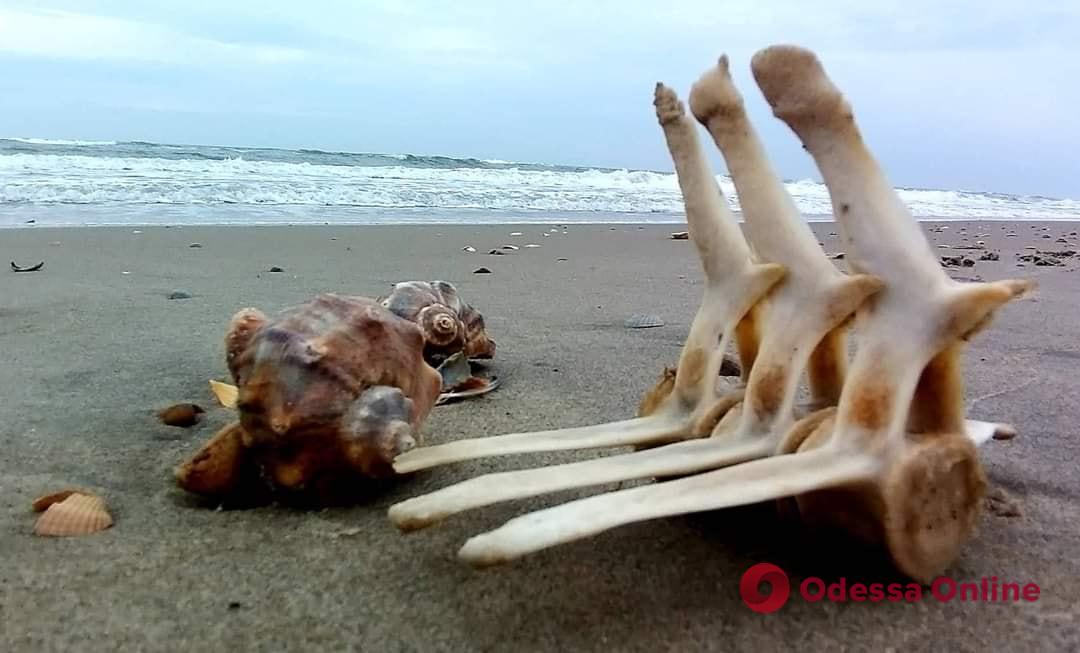 На побережье Одесской области снова нашли останки дельфинов