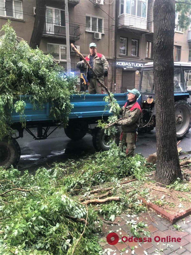 Непогода в Одессе: сильный ветер повалил 12 деревьев и большие ветки (фото)