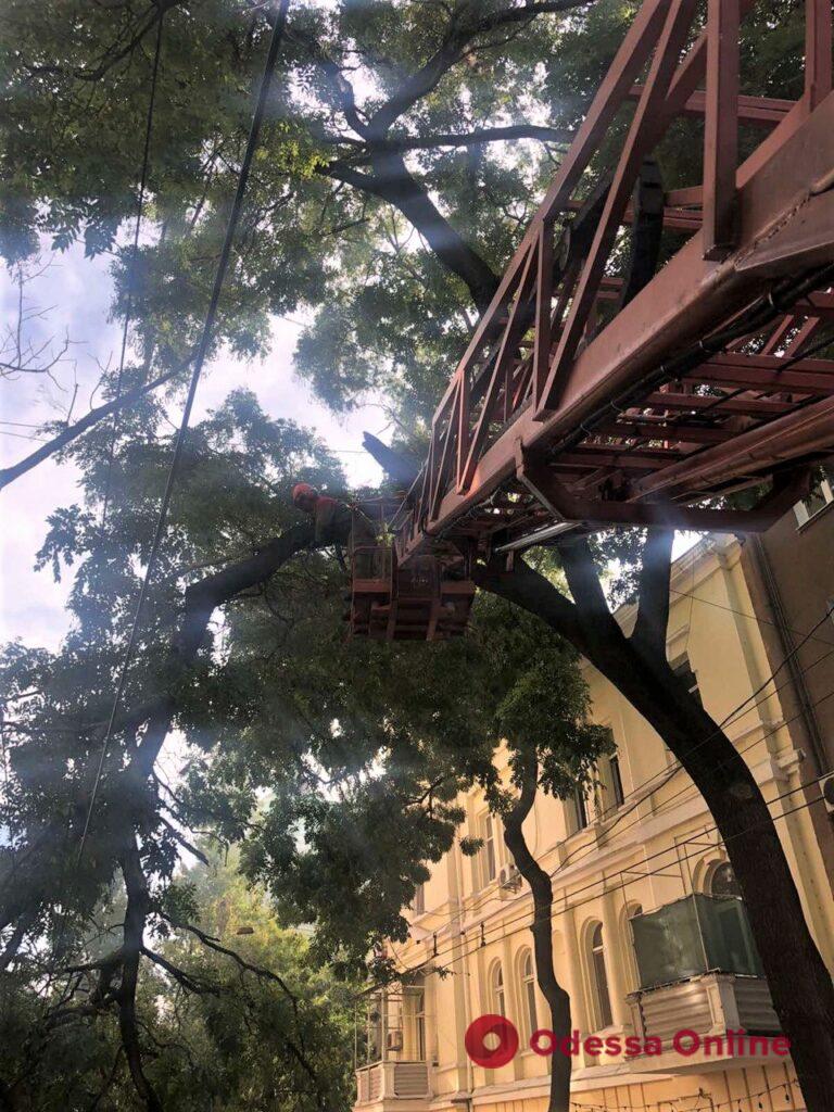 Негода в Одесі: вітер повалив 12 дерев та великі гілки (фото)