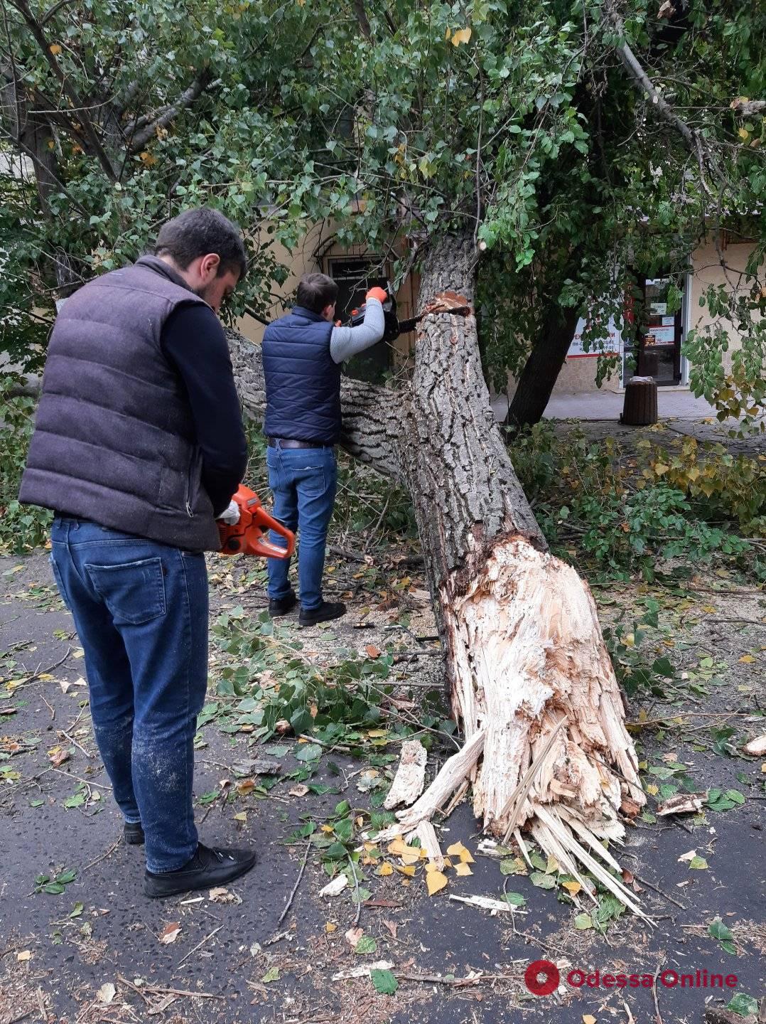 В Одессе на улице Армейской дерево упало на электроопору (фото)