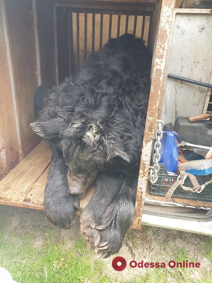Зоозащитники спасли из-под Лимана контуженого медведя