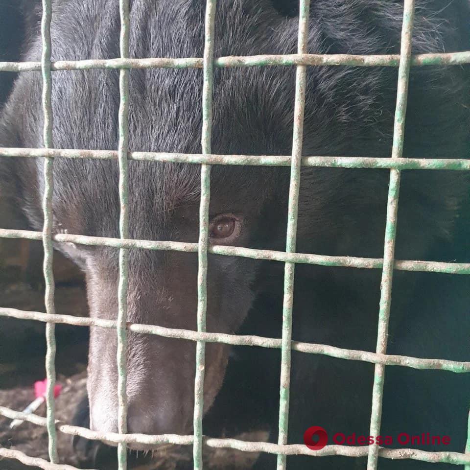 Зоозащитники спасли из-под Лимана контуженого медведя