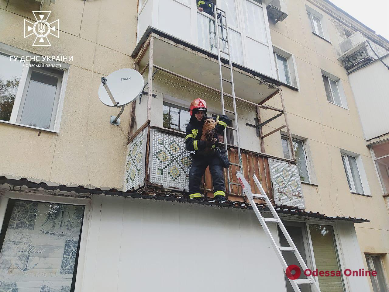 Одесские пожарные спасли двух собак, которые сидели в задымленной кухне