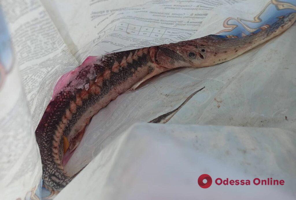 В Одесской области мужчина попался на сбыте краснокнижной рыбы