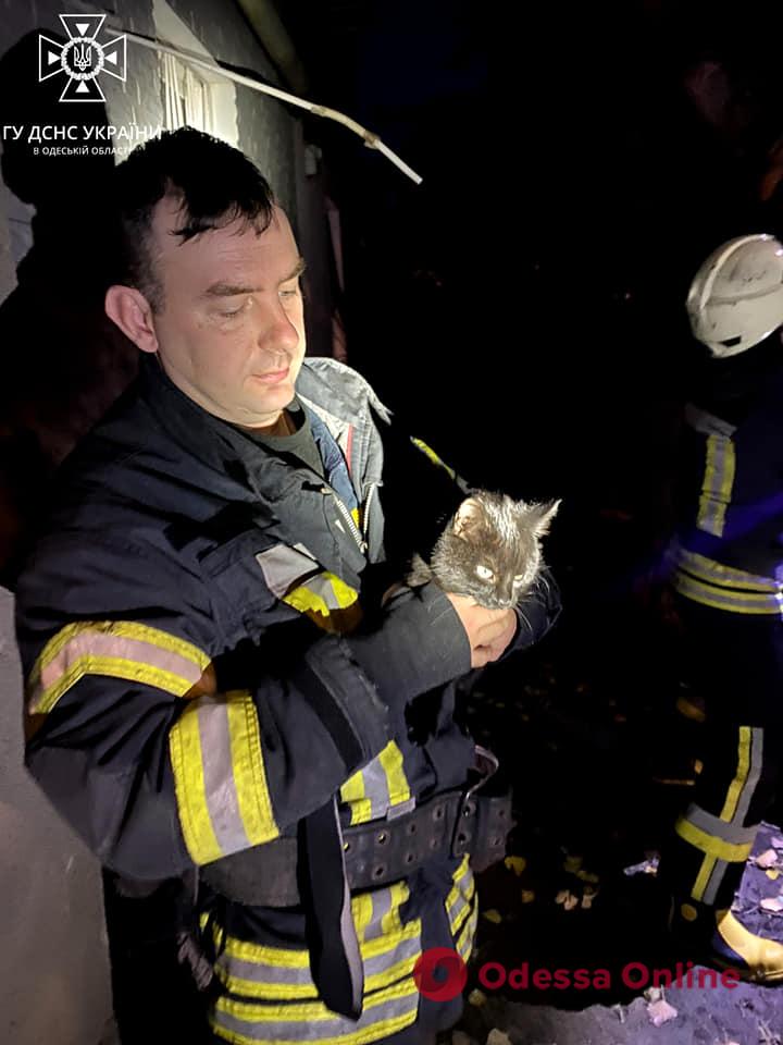 Одесские спасатели спасли кота, который не мог самостоятельно слезть с дерева (видео)