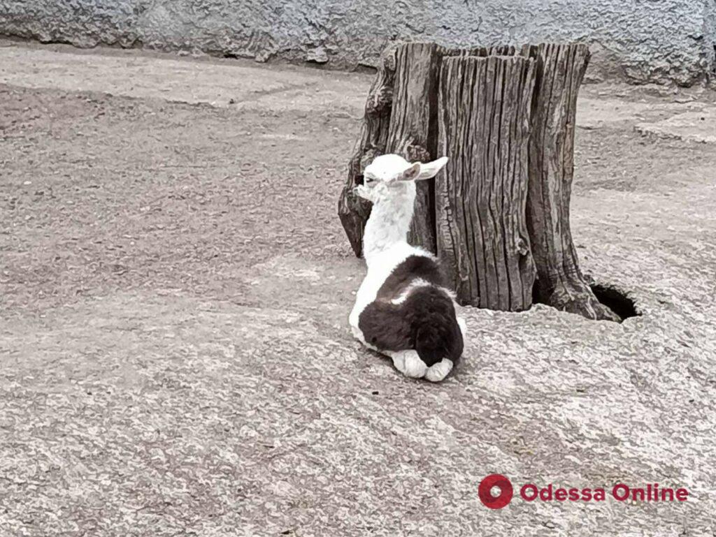 В Одесском зоопарке родилась лама