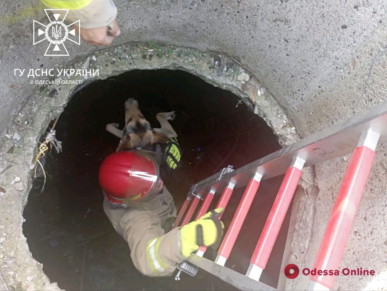 На Одещині врятували собаку, який впав у яму