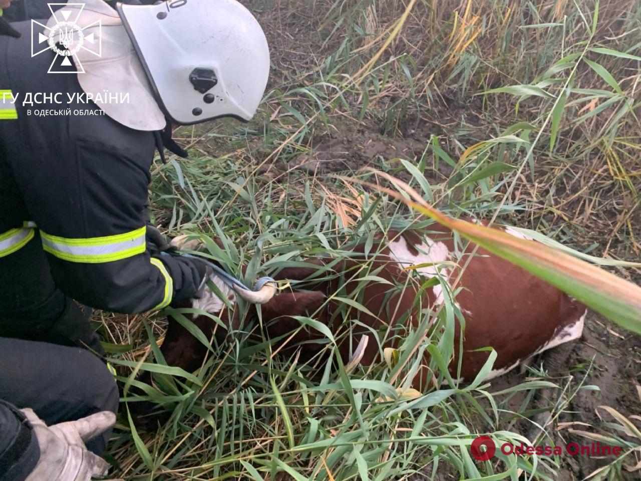 На Одещині рятували корову, яка застрягла у болоті (відео)