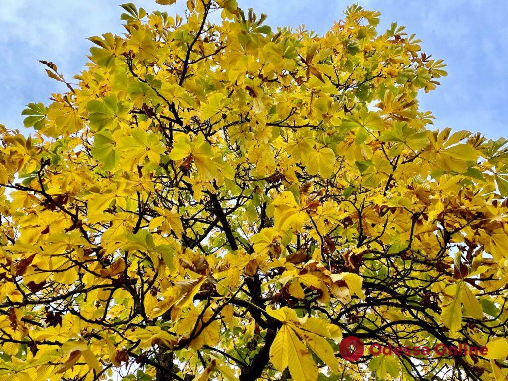 Золота осінь в Савицькому парку (фото)