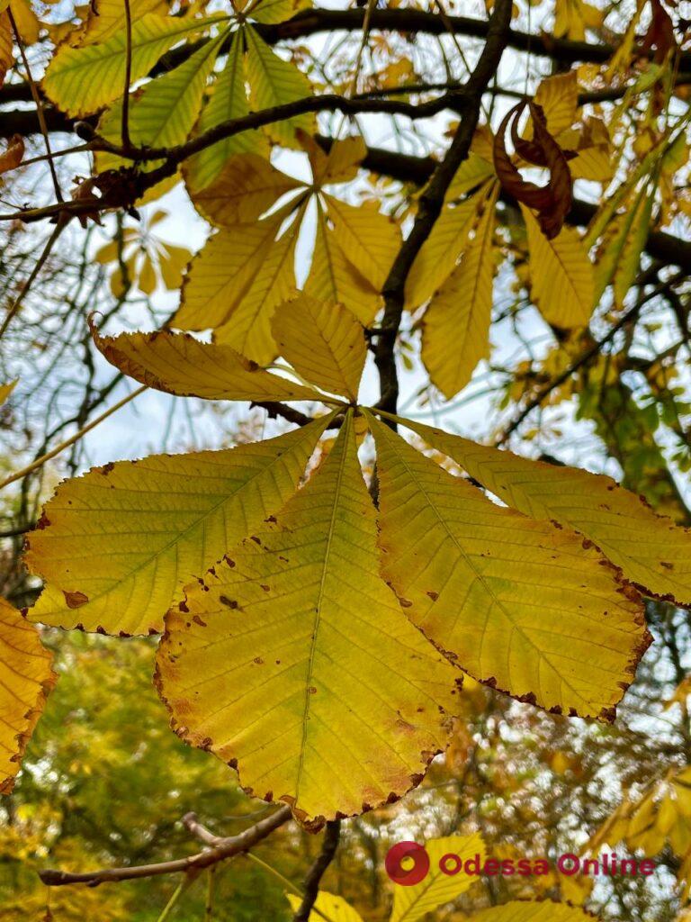 Золотая осень в Савицком парке (фото)