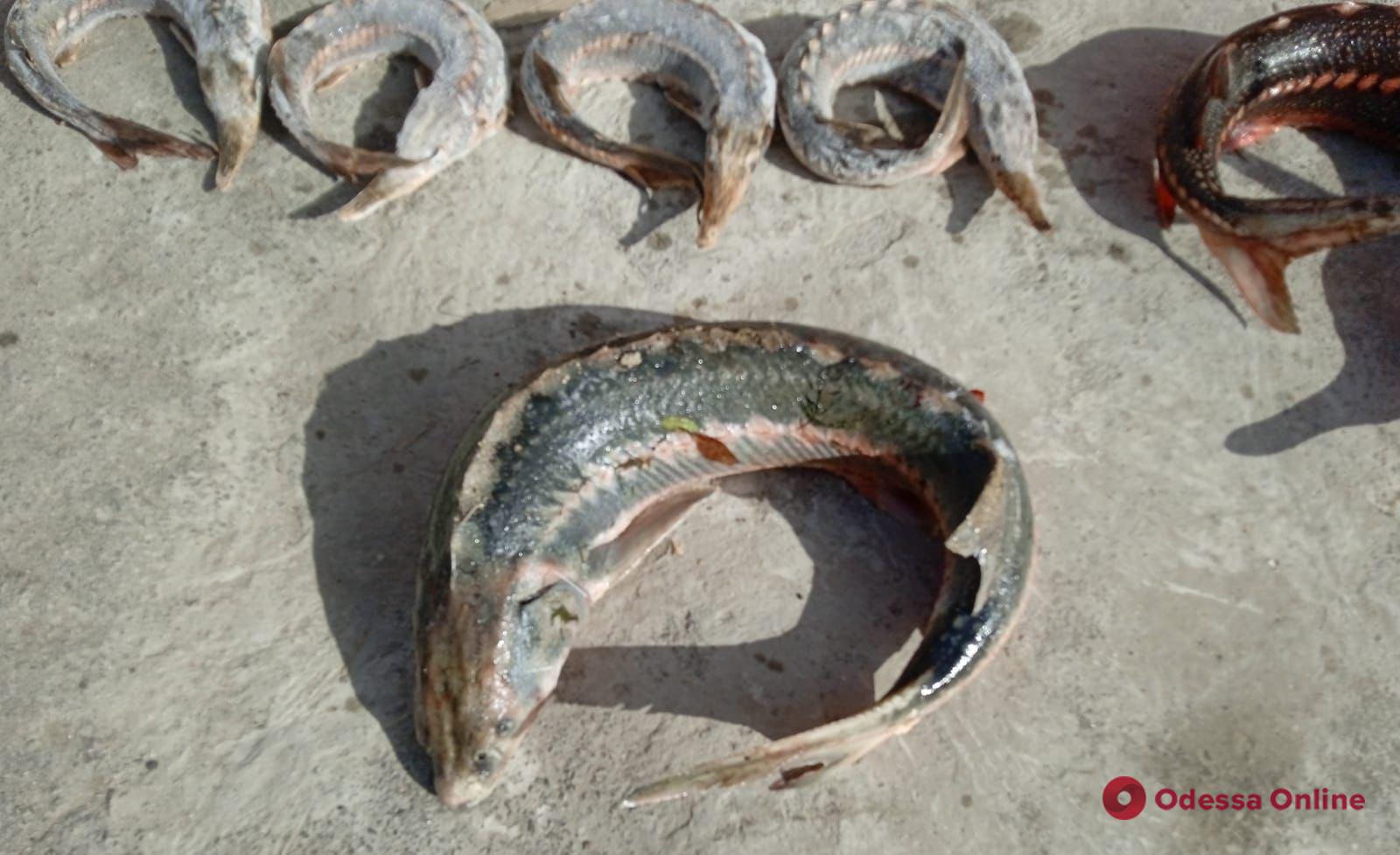 На Одещині затримали ділків, які незаконно продавали чорну ікру та червонокнижну рибу