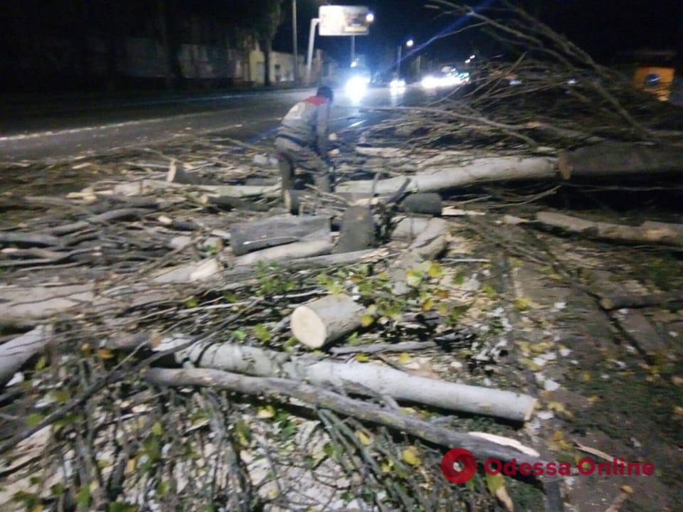 Упавшее дерево парализовало движение двух трамвайных маршрутов в Одессе (обновлено)