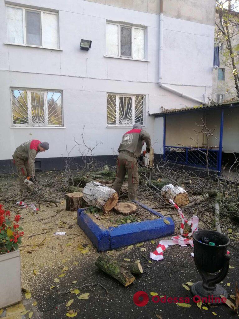 Во время непогоды в Одессе обрушилось несколько деревьев