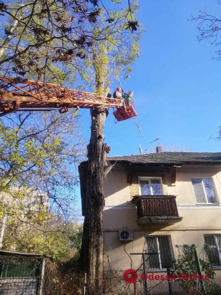 Під час негоди в Одесі обвалилося декілька дерев