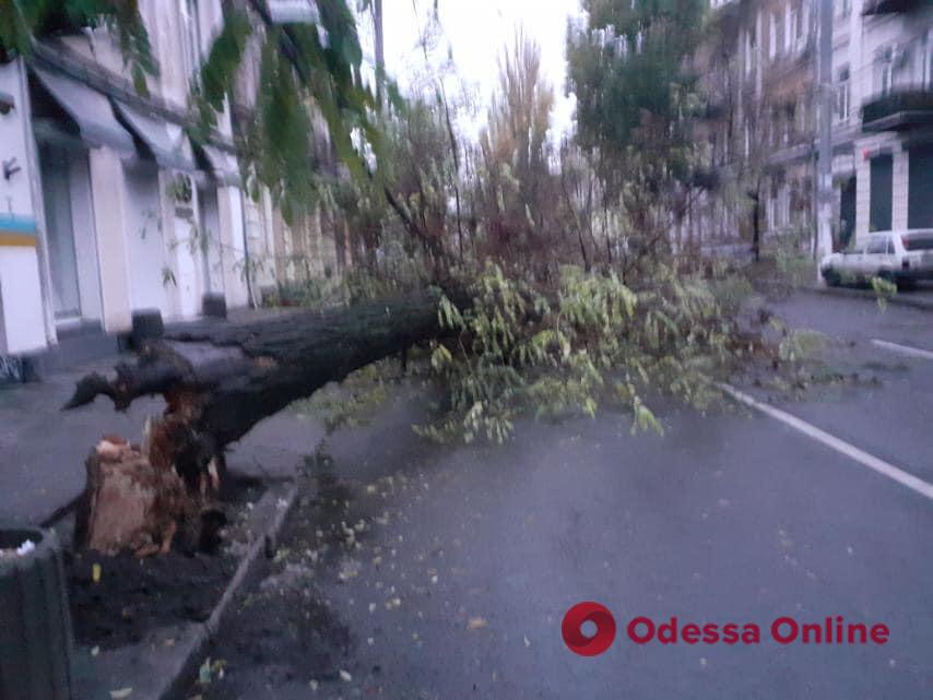 В Одессе на Канатной дерево упало на дорогу