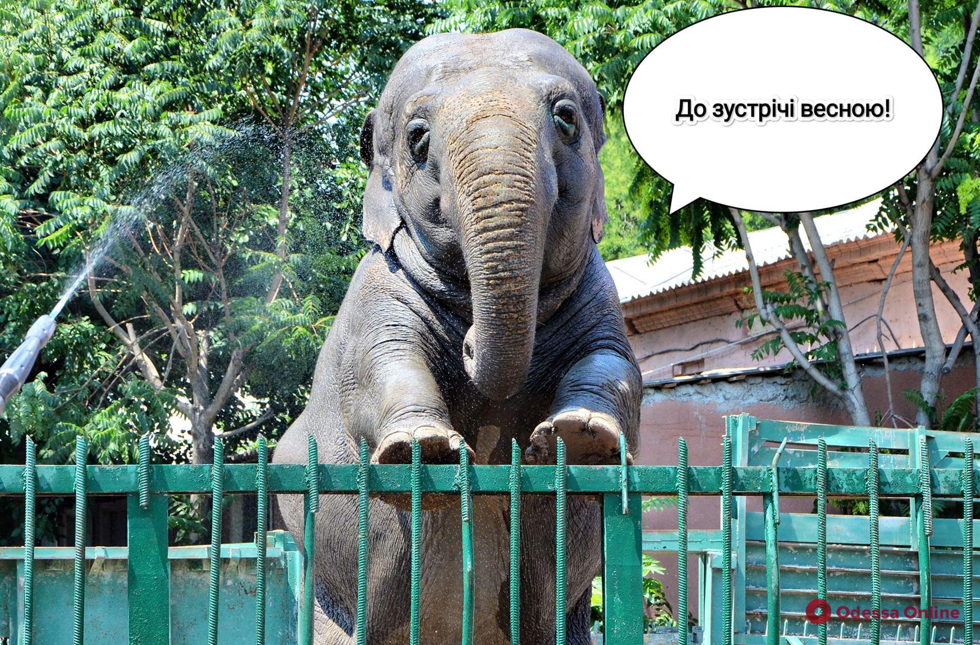 «До зустрічі весною»: деяких тварин Одеського зоопарку перевели до зимівнику