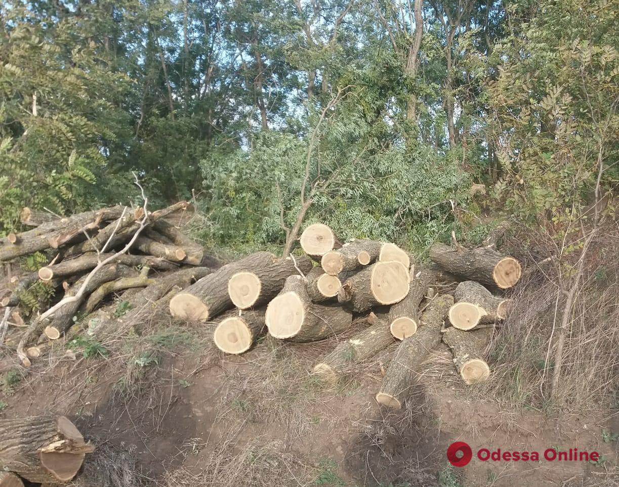 На Одещині судитимуть чоловіка, який пиляв дерева у лісосмузі