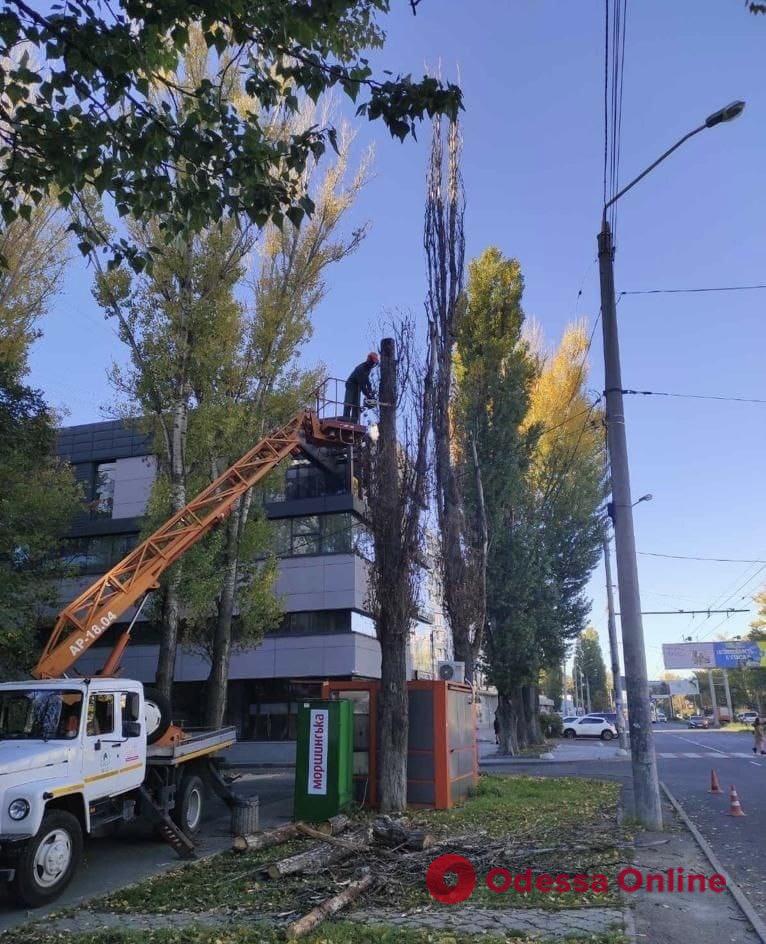 Одесские коммунальщики продолжают заготовку дров на случай чрезвычайных ситуаций (фото)