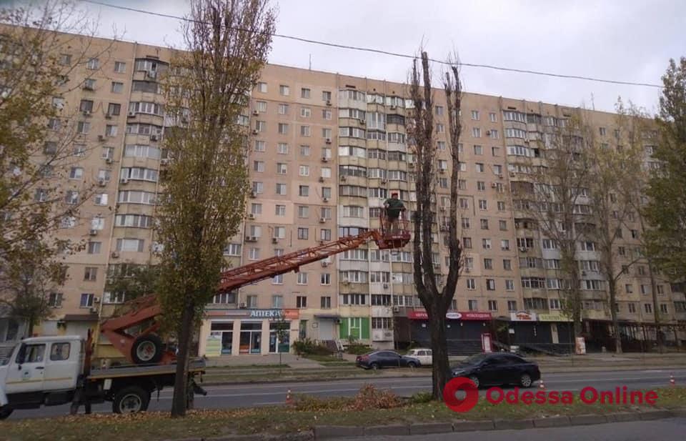 Одесские коммунальщики продолжают заготовку дров на случай чрезвычайных ситуаций (фото)