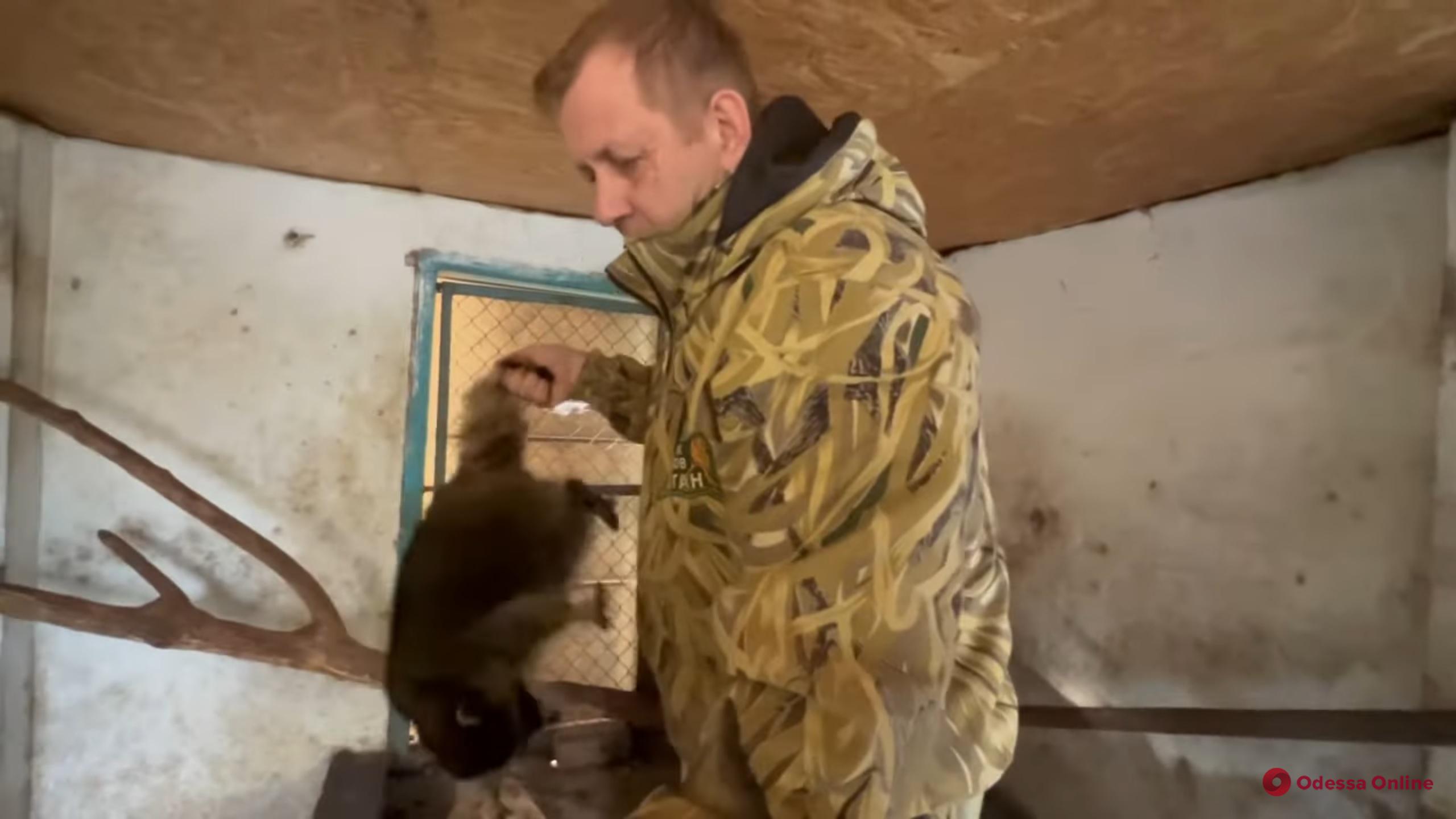 Не стиральной машиной единой: во время бегства из Херсона российские оккупанты украли енота
