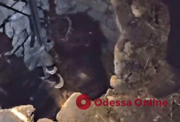 На Одещині врятували коня, який впав в яму (відео)