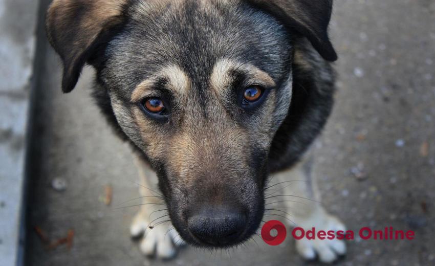 В Одесской области женщина жестоко избила свою собаку: ей сообщили о подозрении