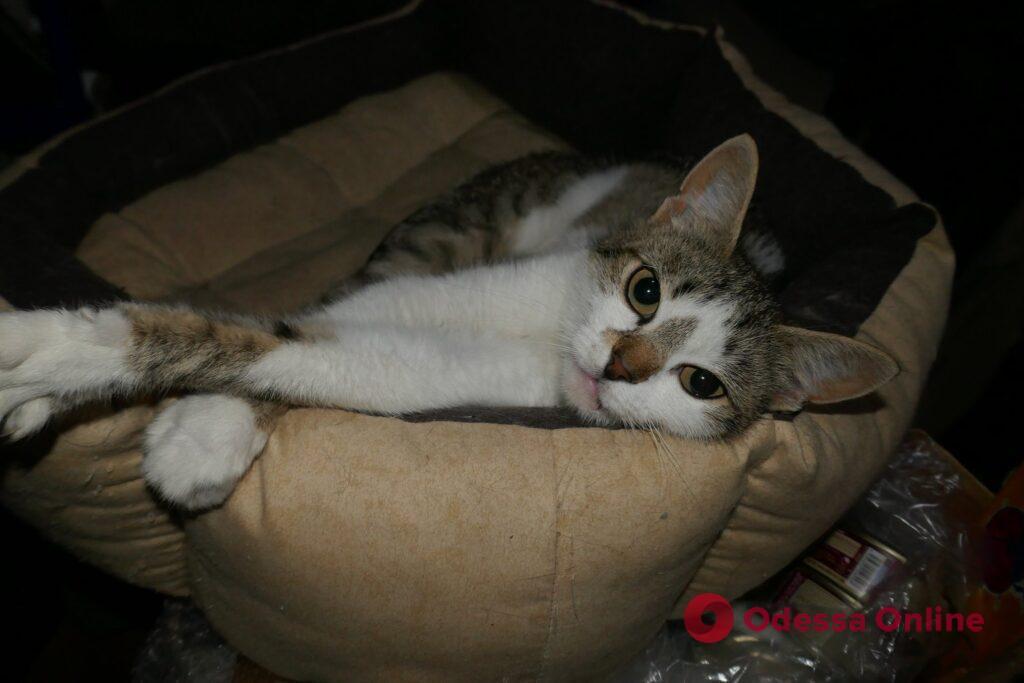 О людях и кошках на войне О людях и кошках на войне