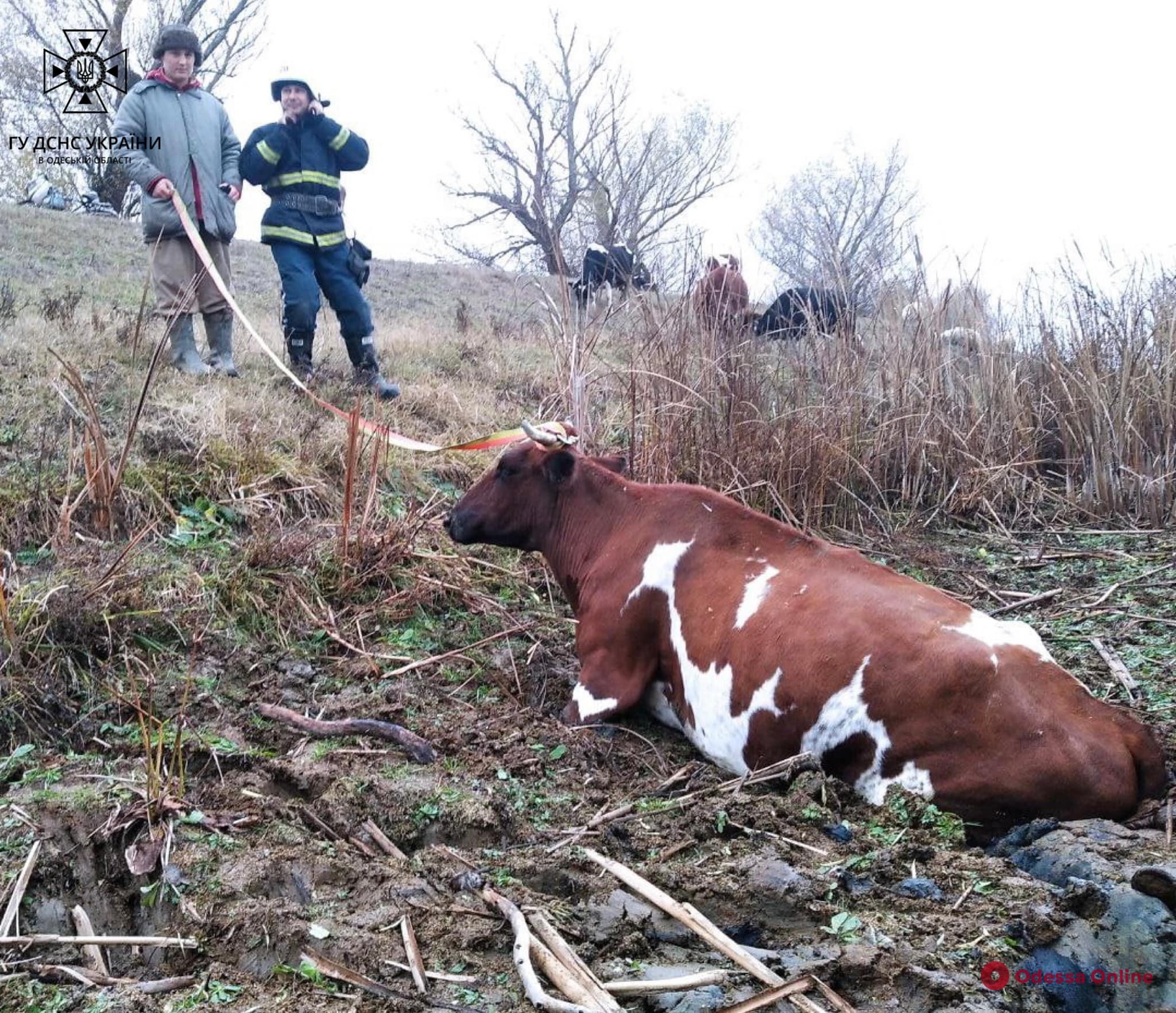 В Одесской области спасатели вытащили корову из «болотной ловушки»