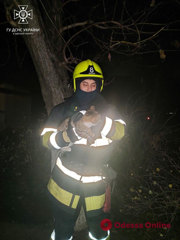 Одеські пожежники врятували кота, який не міг самостійно злізти з дерева