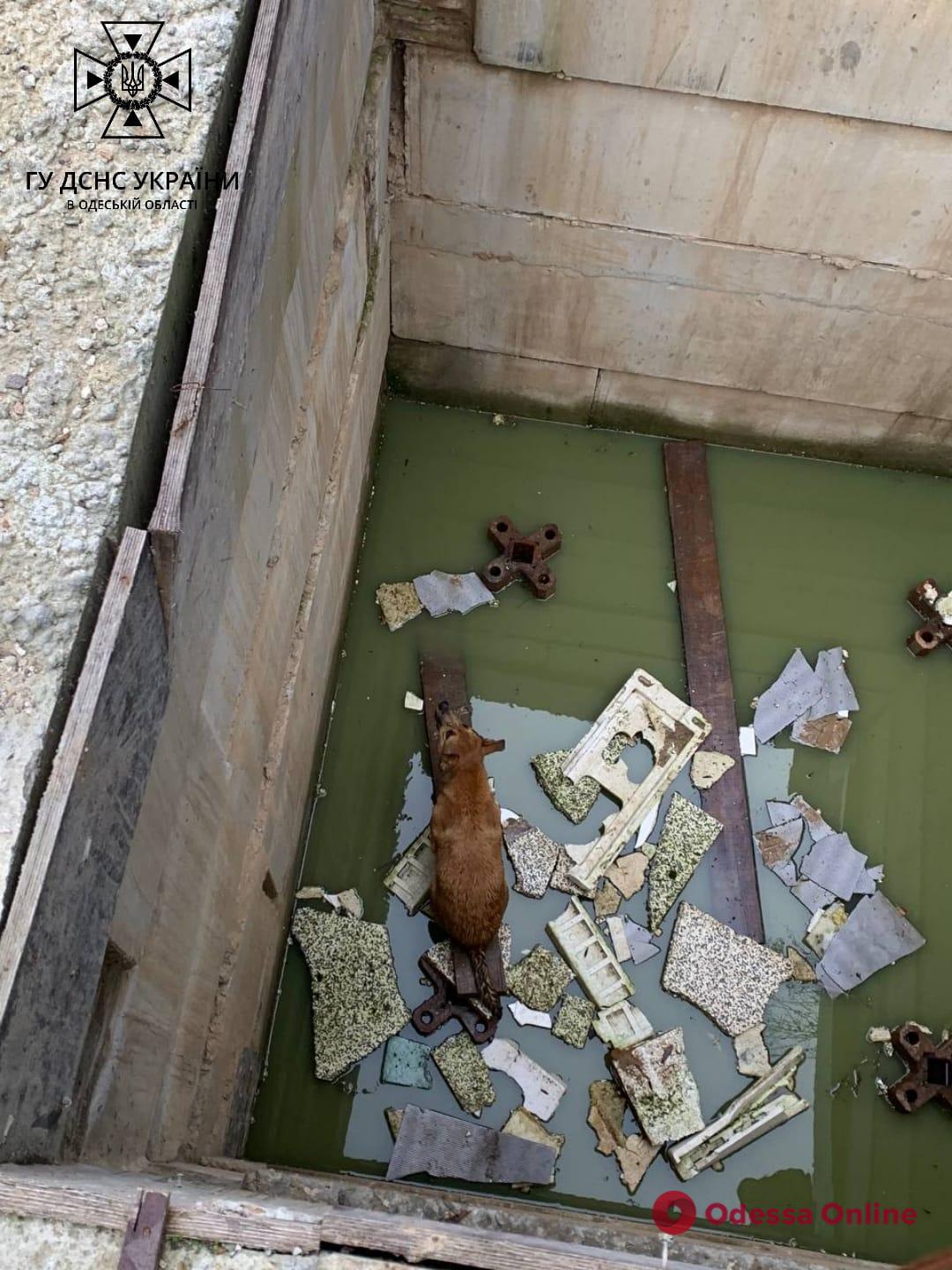 В Одессе спасли собаку из котлована (фото)
