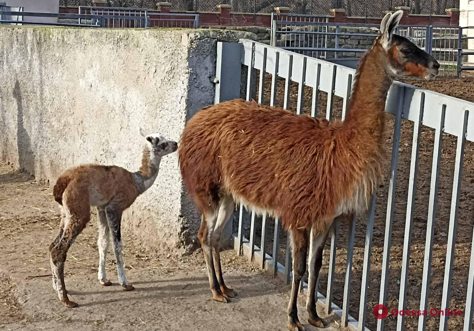 В Одесском зоопарке лама родила детеныша