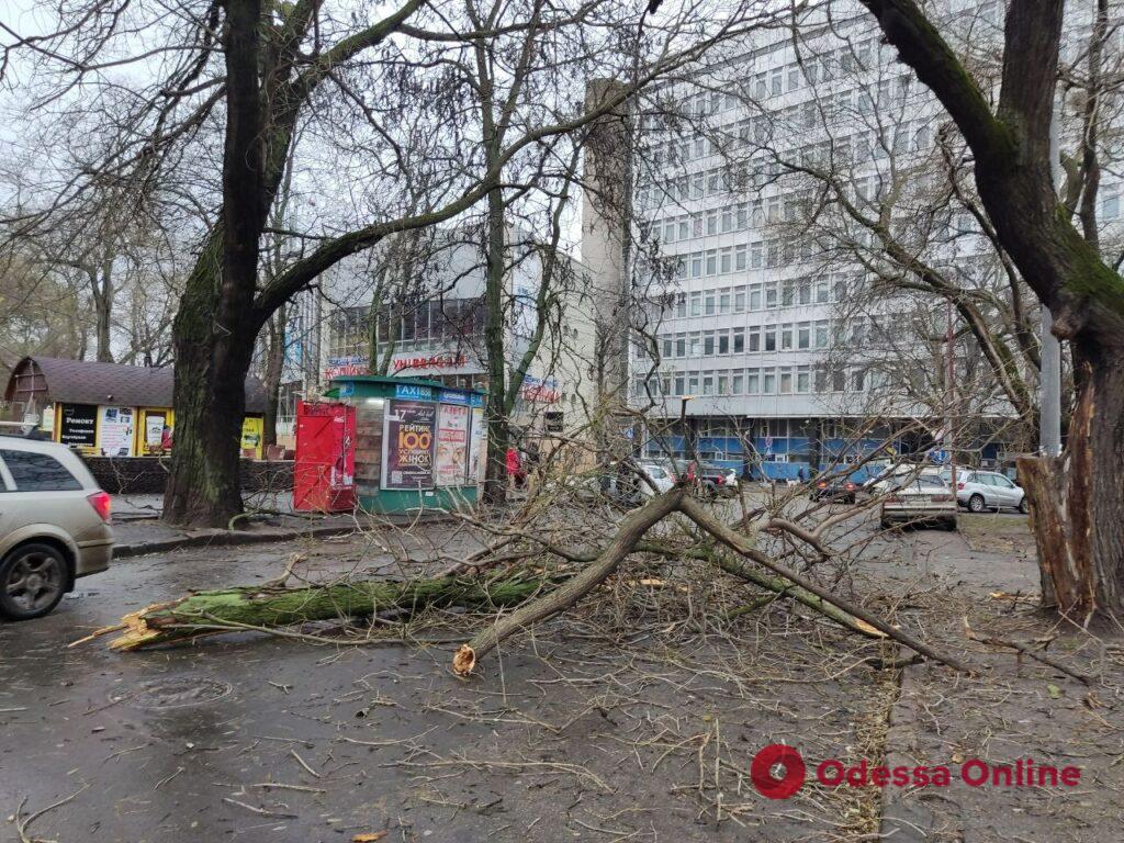 На Старопортофранковской ветка упала на дорогу (фотофакт)