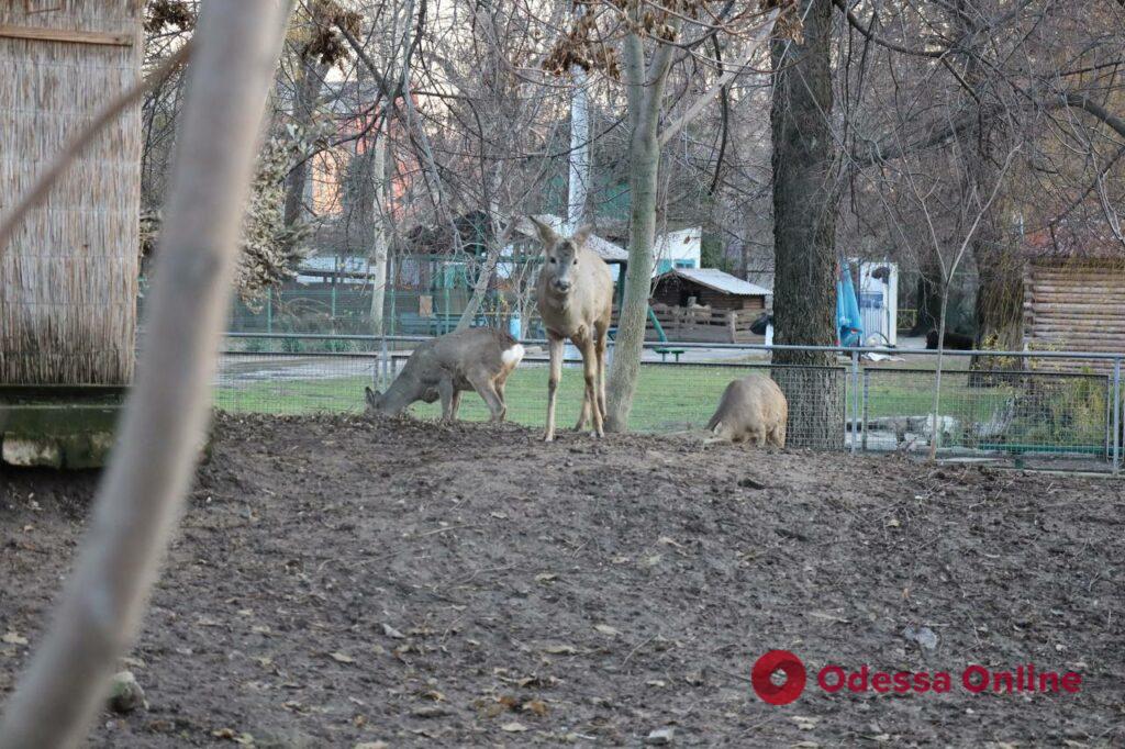 Обогреют всех животных: как работает Одесский зоопарк во время блекаута