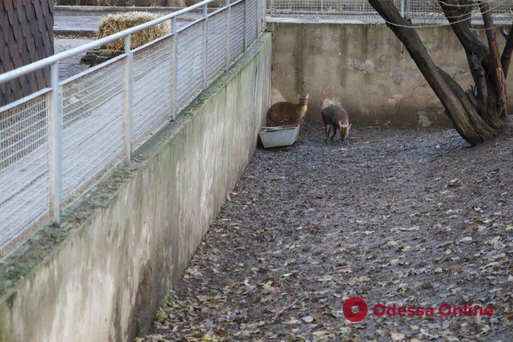 Обогреют всех животных: как работает Одесский зоопарк во время блекаута