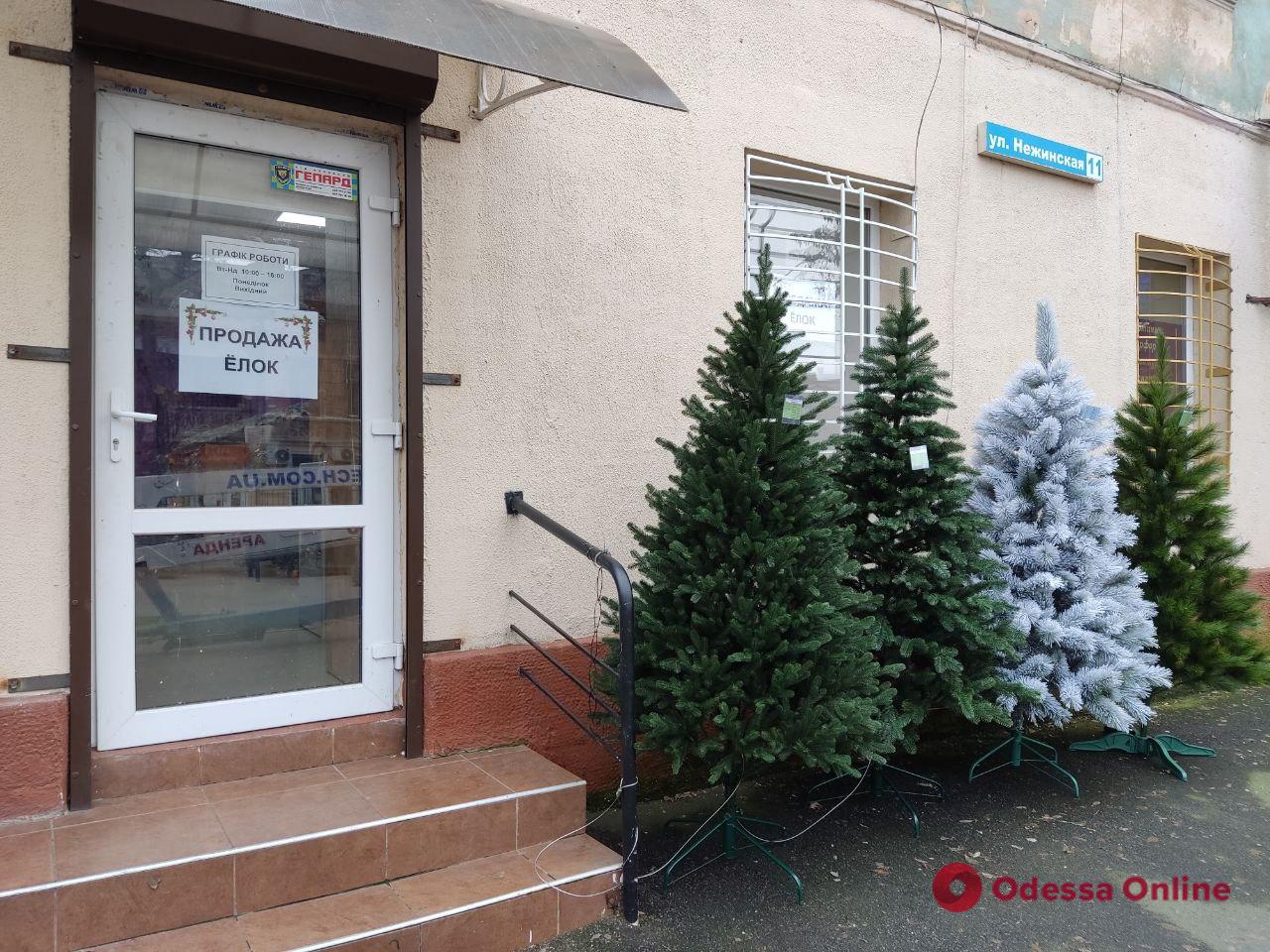 В Одесі почали продавати новорічні дерева: огляд цін