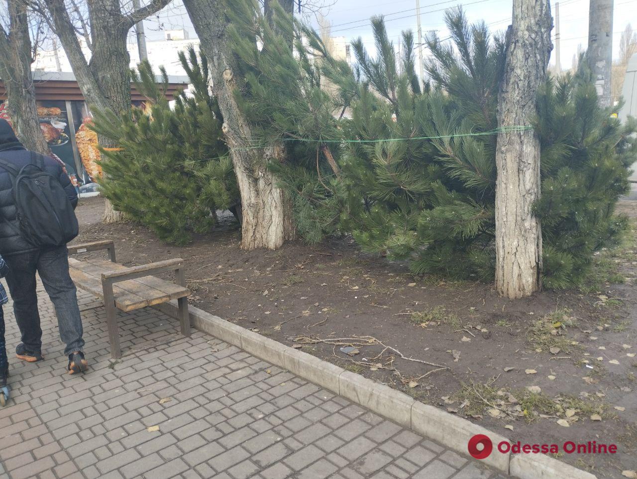 В Одесі почали продавати новорічні дерева: огляд цін