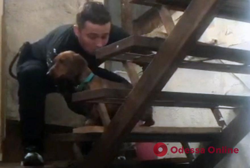 Спасти Тоби: одесские патрульные вытаскивали собаку из «заброшки»