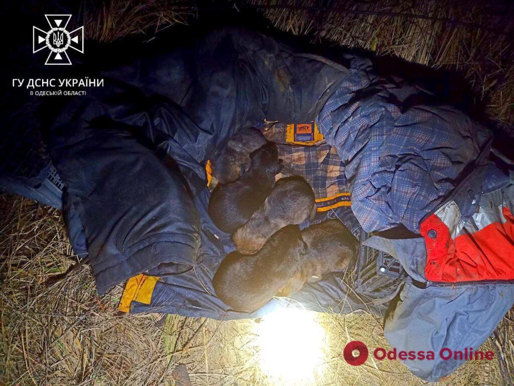 В Черноморске спасали щенков из котлована