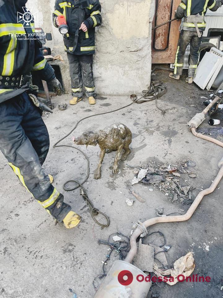 В Одесі врятували собаку, який впав у вигрібну яму