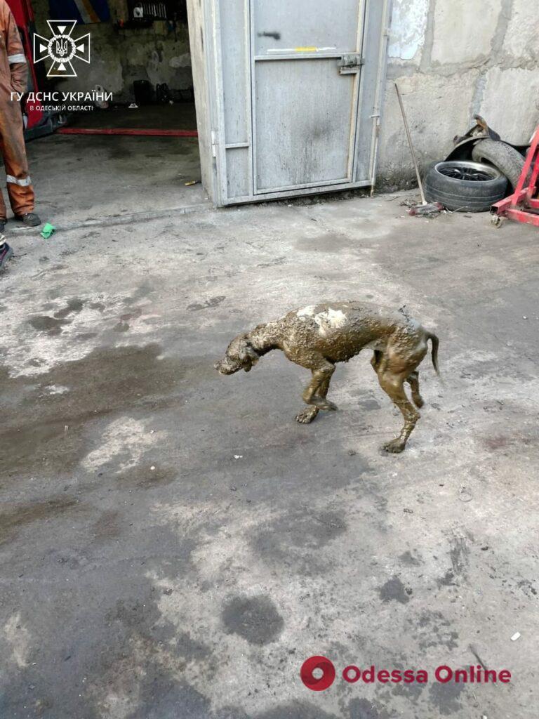 В Одессе спасли собаку, которая упала в выгребную яму