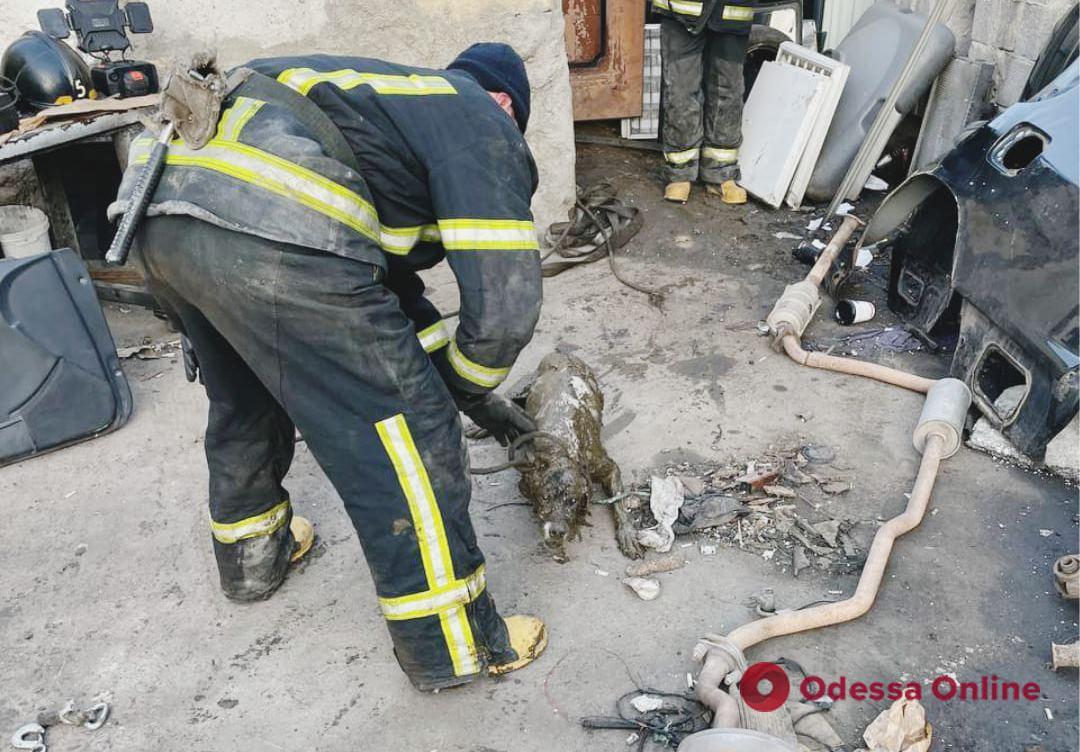 В Одессе спасли собаку, которая упала в выгребную яму