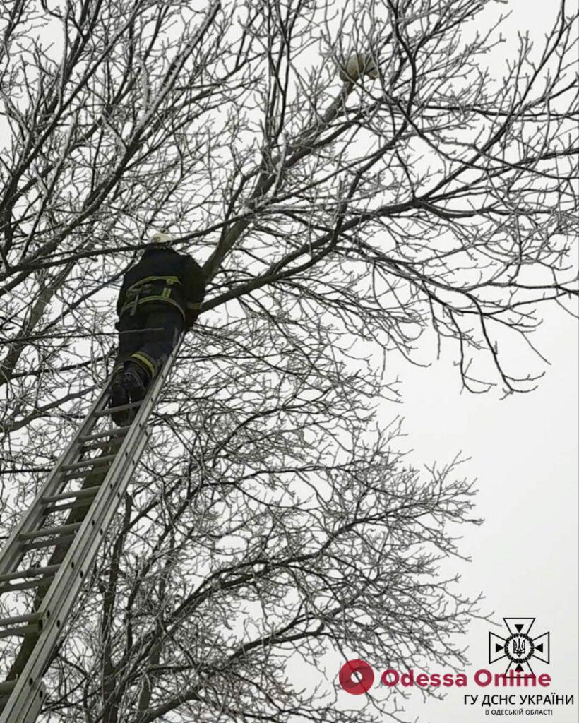 Новий день – новий кіт: у Подільську рятувальникам довелося знімати з дерева чергового шерстяного екстремала