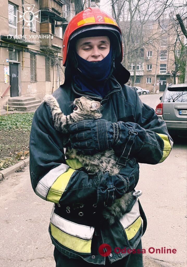 Спустили «з небес на землю»: в Одесі пожежні врятували кота (фото)
