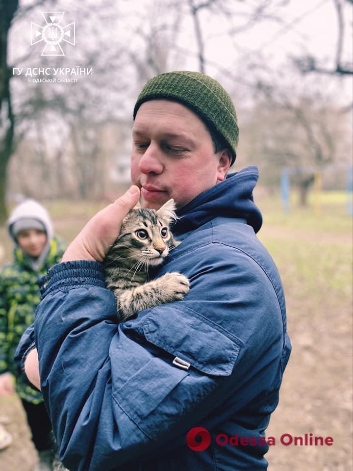 В Одессе пожарные спасли кота (фото)