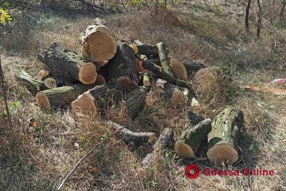 Одесская область: браконьеры нарубили леса на 79 тыс. гривен и два уголовных дела