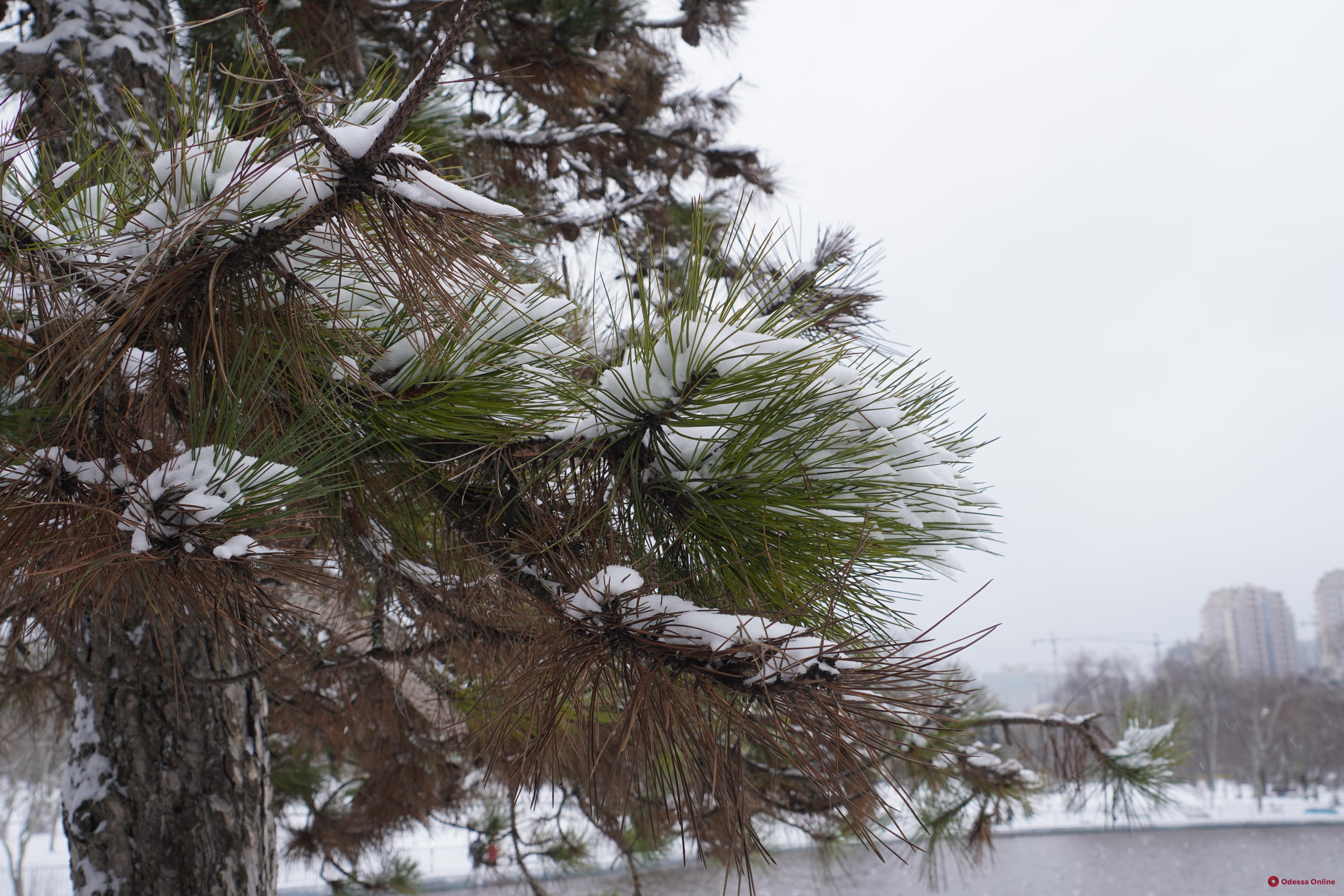 Прогулка по снежному одесскому парку (фоторепортаж)