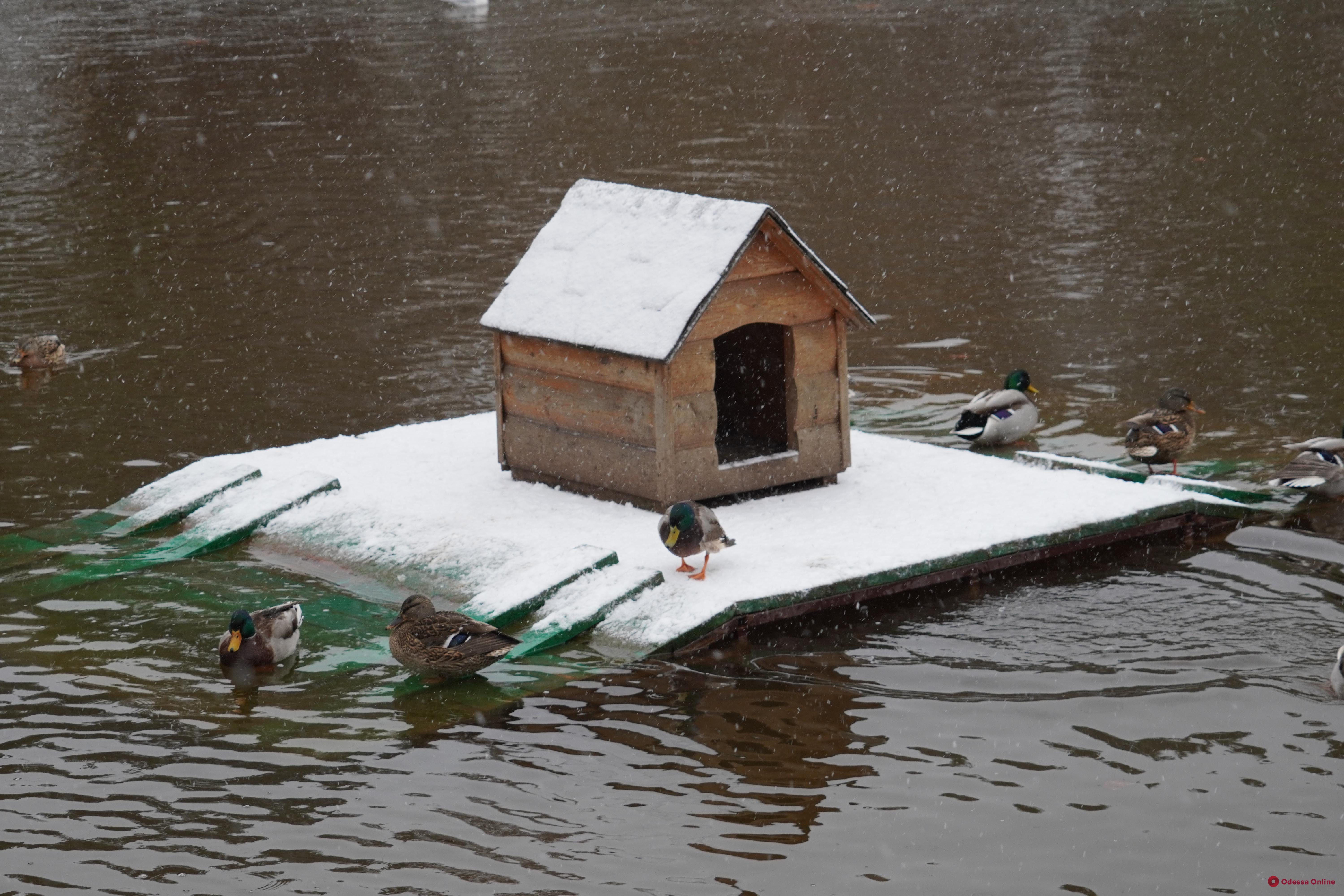 Одесса: снежный фоторепортаж из парка Победы