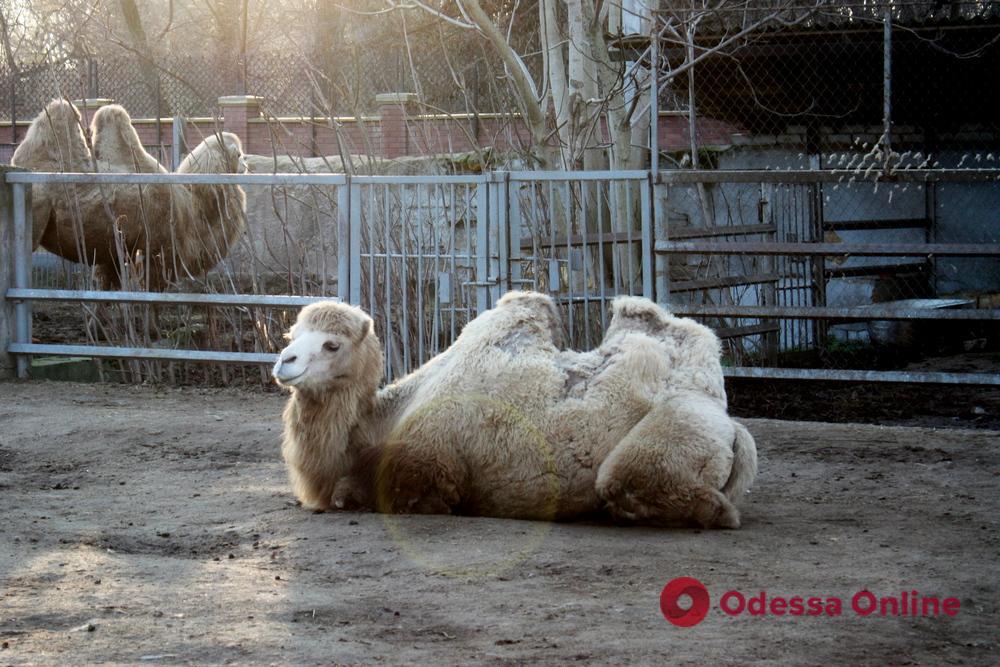 Прогулянка січневим одеським зоопарком (фоторепортаж)
