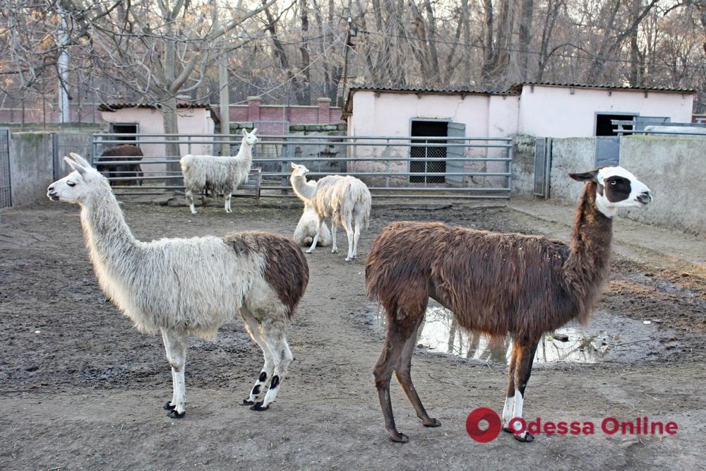 Прогулянка січневим одеським зоопарком (фоторепортаж)