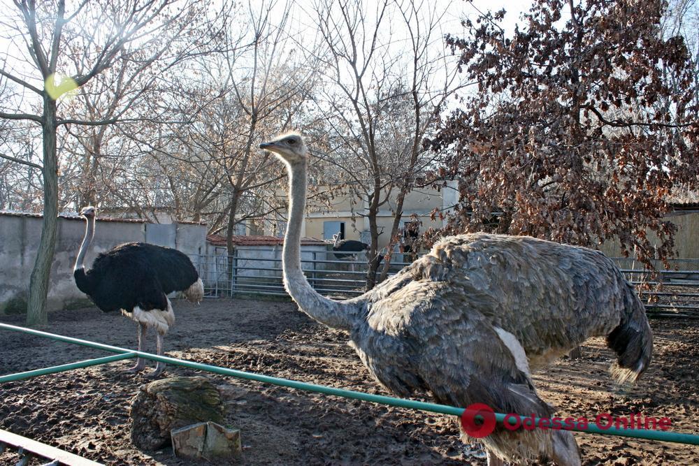 Прогулка по январскому одесскому зоопарку (фоторепортаж)